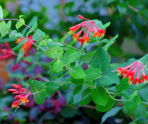 Flowering vines, Coral Honeysuckle