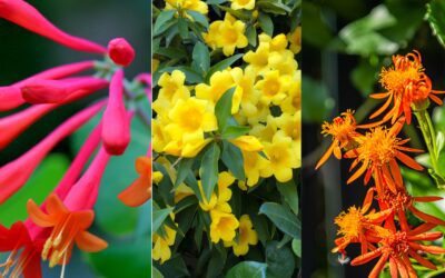 A Few Favorite Flowering Vines for San Antonio, Texas