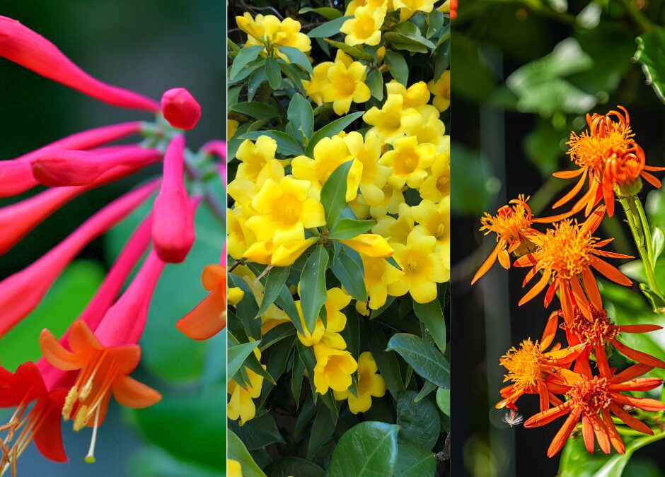 A Few Favorite Flowering Vines for San Antonio, Texas