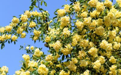 Lady Banksia Rose: A Waterfall of Blooms