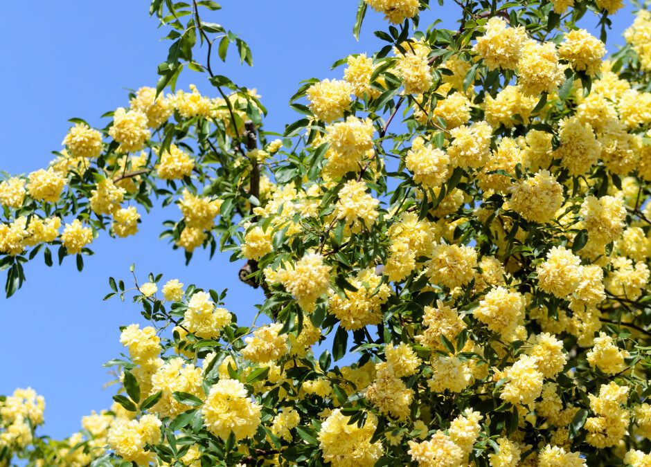 Lady Banksia Rose