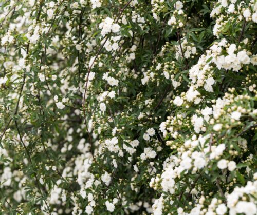 White lady banksia rose.