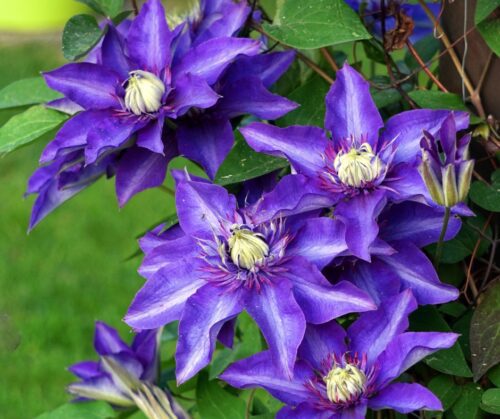 Clematis
