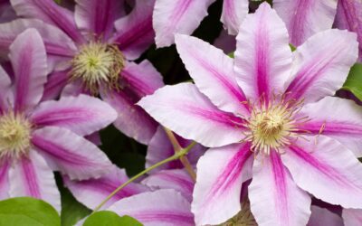 Clematis: Add Vertical Color and Elegance with Perennial Vines