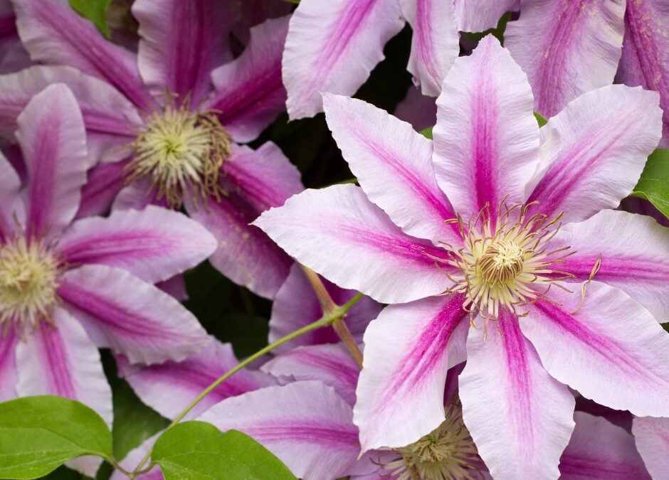 Clematis: Add Vertical Color and Elegance with Perennial Vines