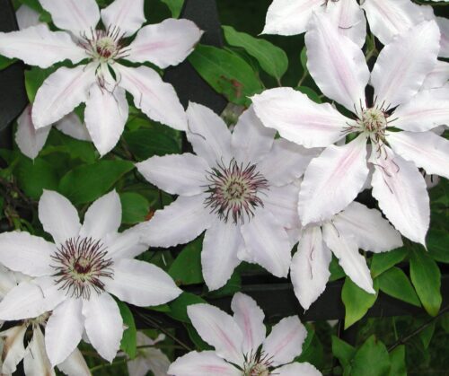 White clematis