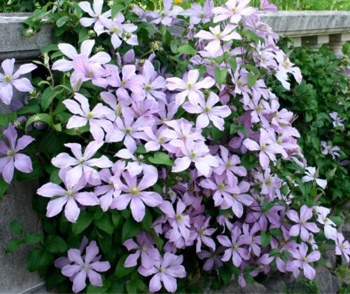 Clematis on fence