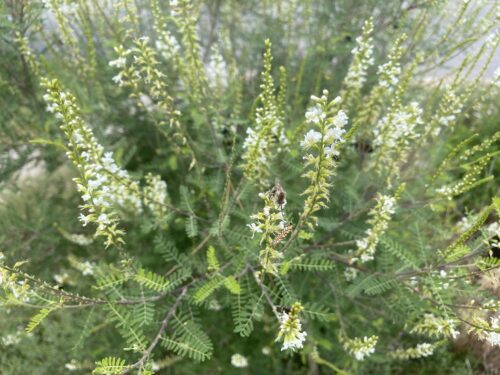 Native plants like Kidneywood are great for pollinators.
