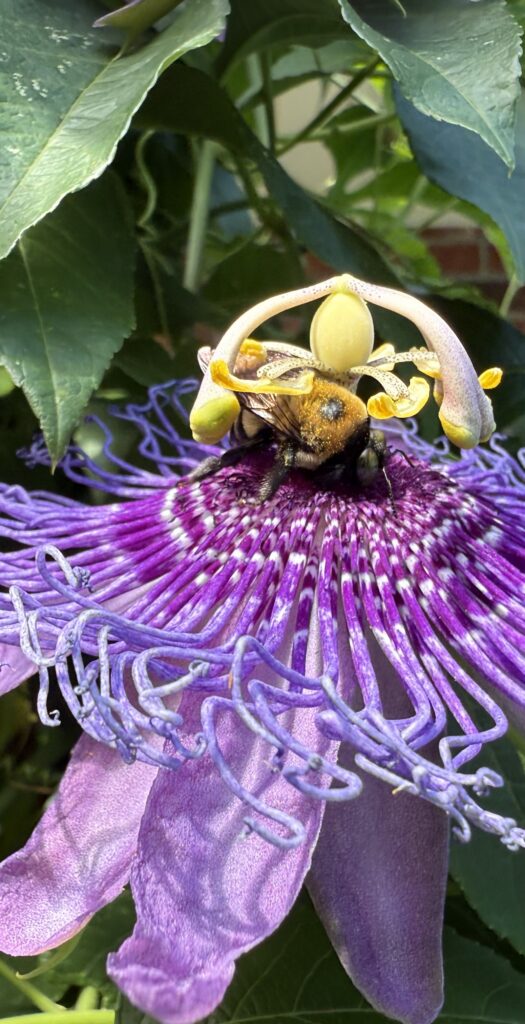 Pollinators love passion vine