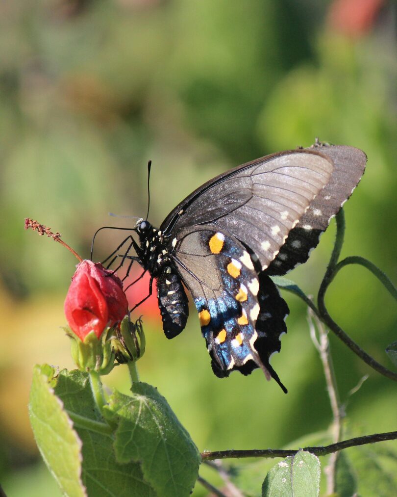 Native Pipevine butterfly on native Turks Cap.