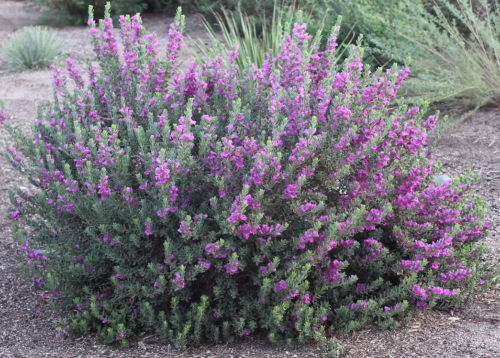 Baby Yoda Texas Sage