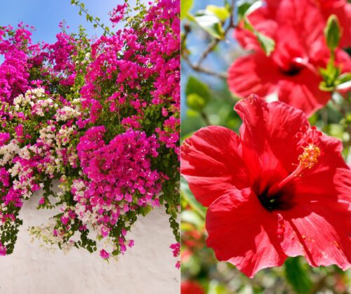 Bougainvillea and hibiscus.