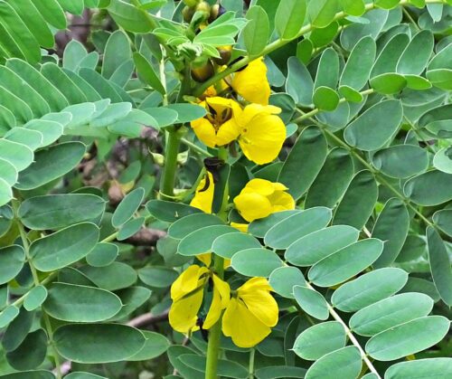 Popcorn senna-cassia