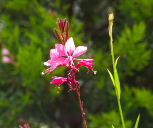Pink gaura