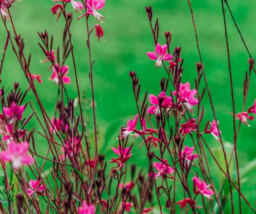 Pink-gaura