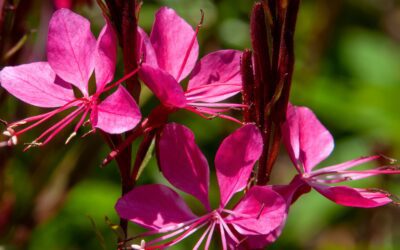 Growing Gaura in Texas: Heat-Loving Bloomer Long-Lasting Color