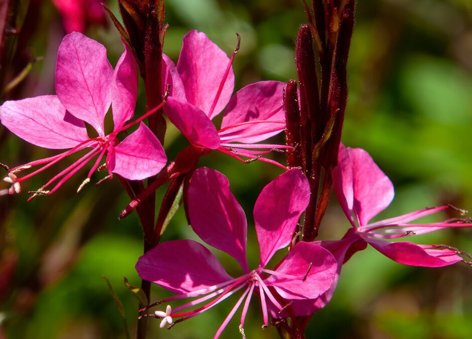 Growing Gaura in Texas: Heat-Loving Bloomer Long-Lasting Color