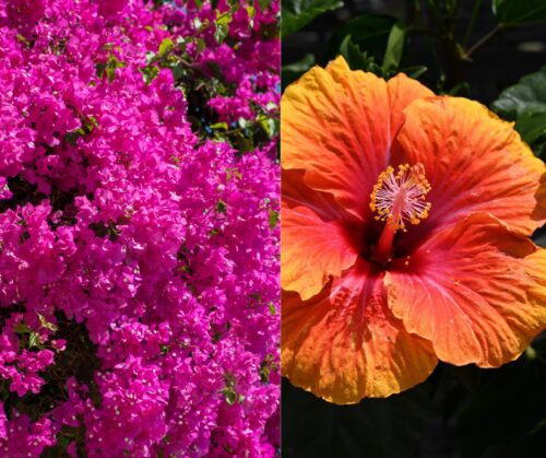 Bougainvillea and hibiscus.