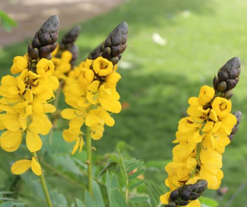 Popcorn senna