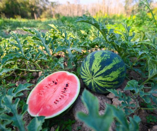 Watermelon