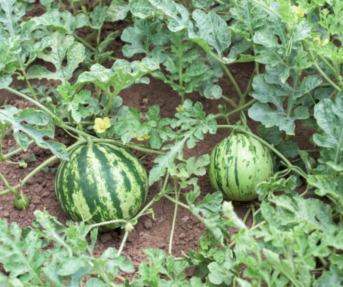 Watermelon vines.