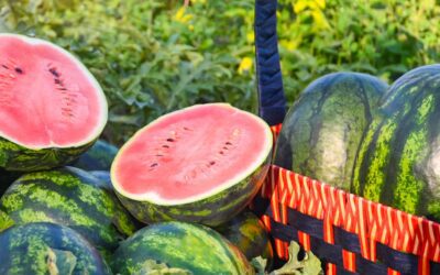 Growing Watermelon in San Antonio, TX: Tips for a Sweet Harvest.