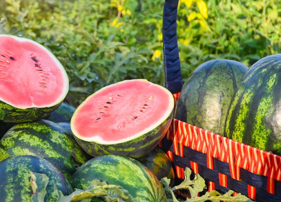 Growing Watermelon in San Antonio, TX: Tips for a Sweet Harvest.