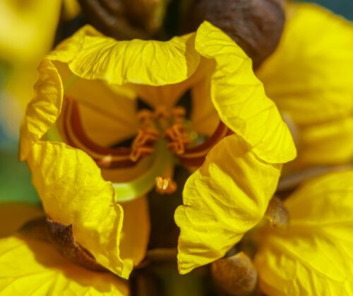 Up close cassia flower