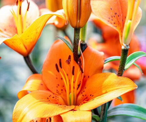 Orange Asiatic lily