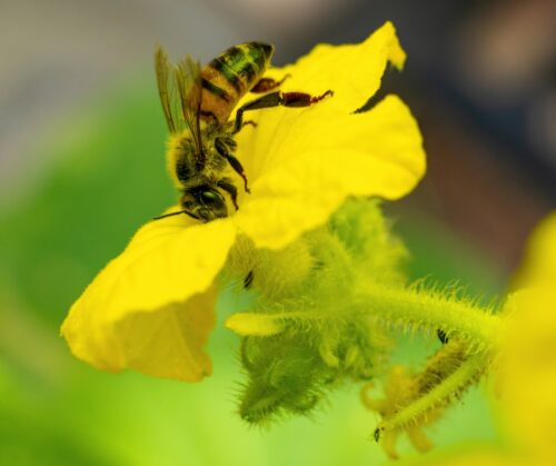 Pollinators are important for watermelon production.