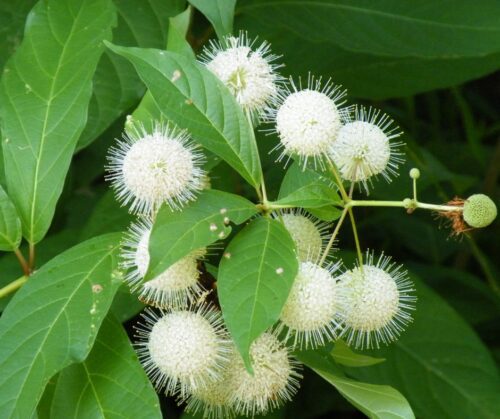 Button bush creates striking interest in the landscape.