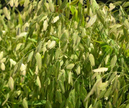 Native plants like Inland Sea Oats support our local ecosystem. 