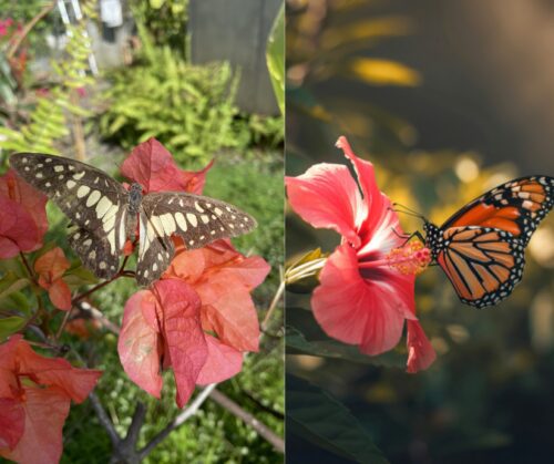 Bougainvillea and hibiscus.