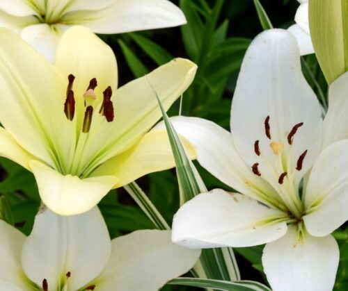 White asiatic lily