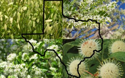Why Native Plants Make Sense in San Antonio: 4 Great Options