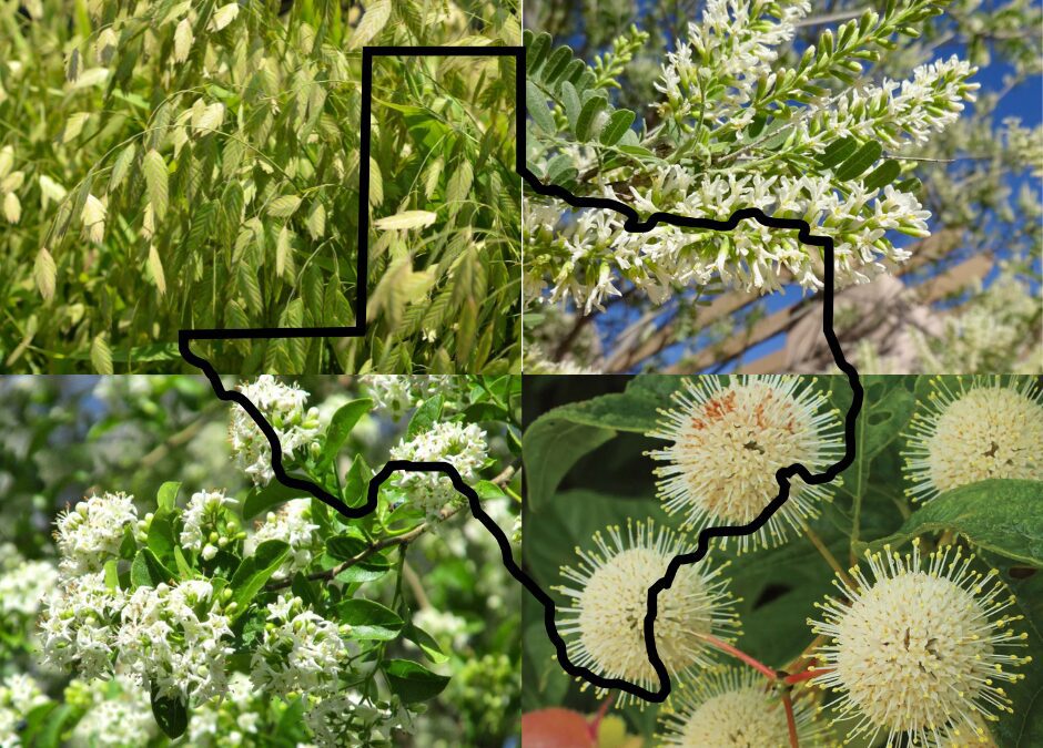 Native plants graphic