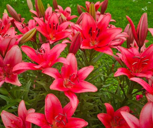 Red Asiatic lilies