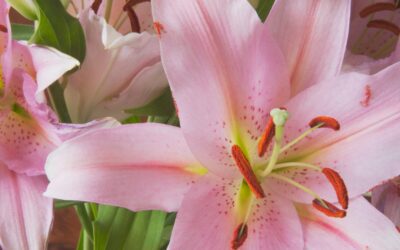 Growing Asiatic Lilies in San Antonio, Texas: Big, Bold Blooms.