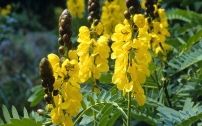 Popcorn Senna: A Fall/Winter Pollinator Plant with Tons of Charm!