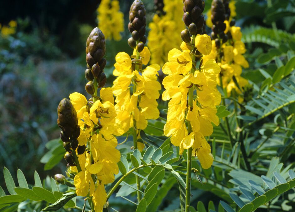 Popcorn Senna: A Fall/Winter Pollinator Plant with Tons of Charm!