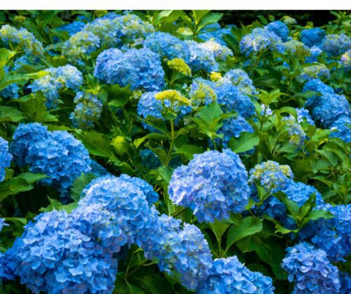 Hydrangeas
