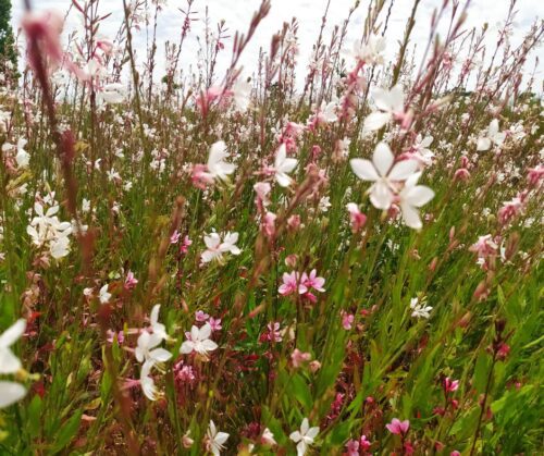 Gaura, Whirling Butterflies