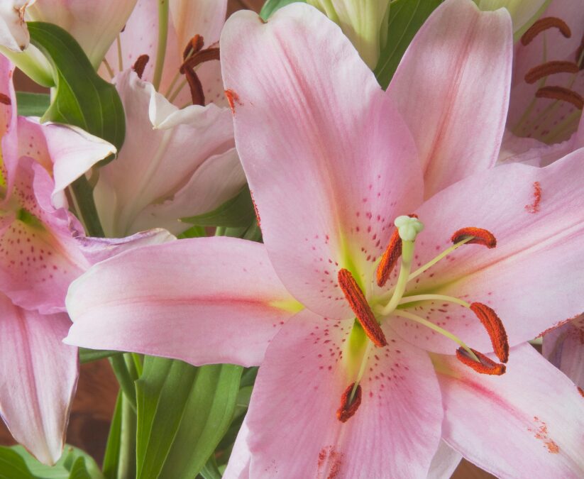 Asiatic lilies