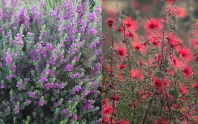 Baby Yoda Texas Sage & Mexicali Rose Fairy Duster: Xeric Stars