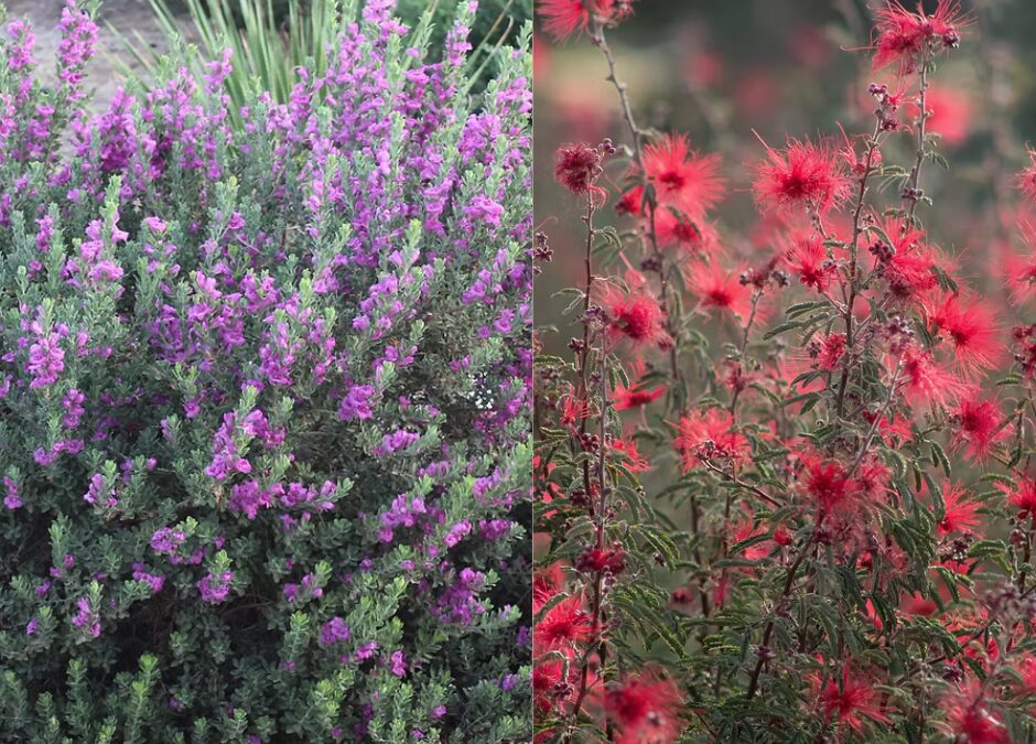 Baby Yoda Texas Sage and Mexicali Rose Fairy Duster