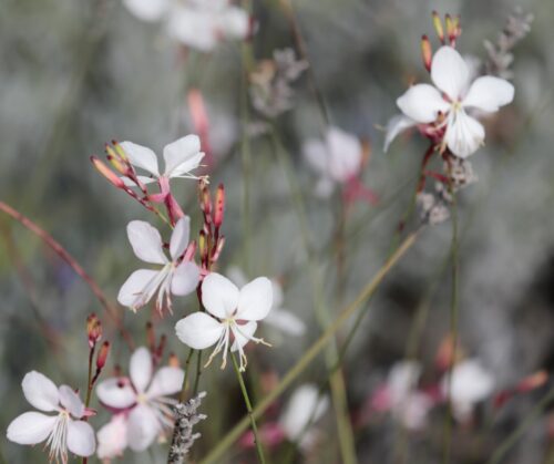 Gaura