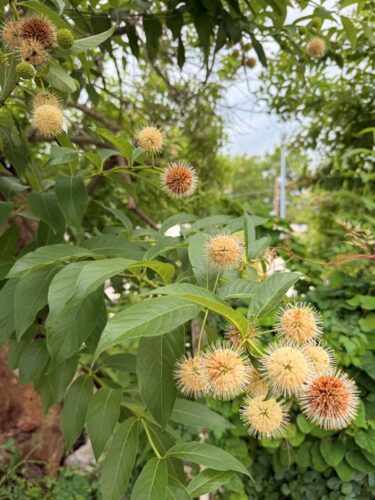 Button bush