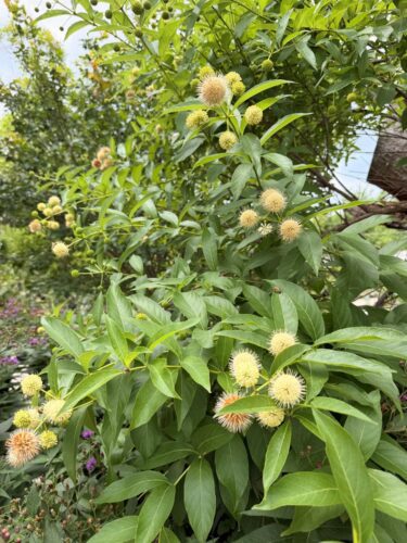 Button bush