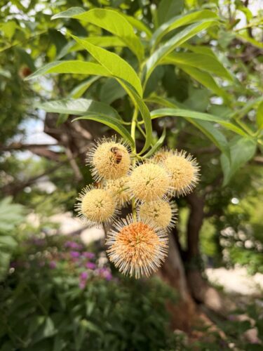 Button bush