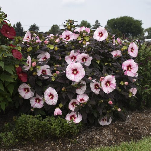 Perfect Storm hibiscus